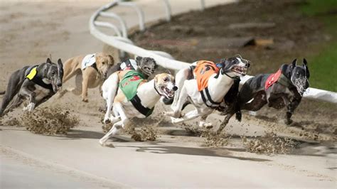 betvictor greyhounds|Best Greyhound Betting Sites of 2024 +++ Tested, .